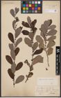 Foto von Salix aurita L. x Salix cinerea L.